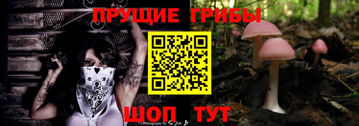 Псилоцибиновые грибы Psilocybe  Кашира 